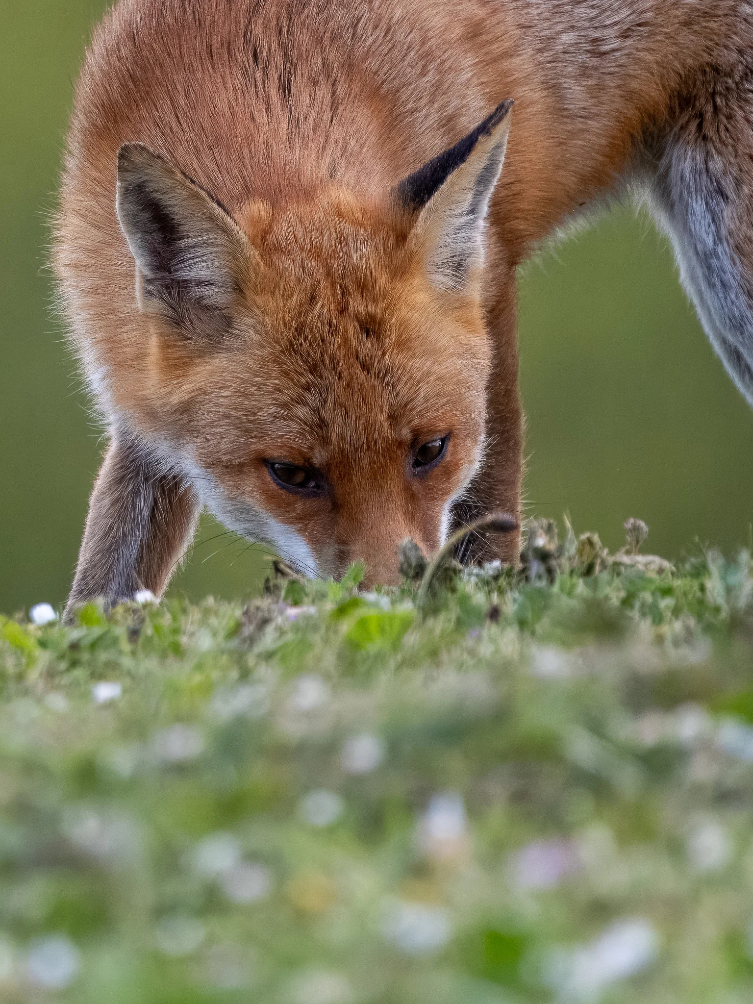 Details : Red Fox - BirdGuides