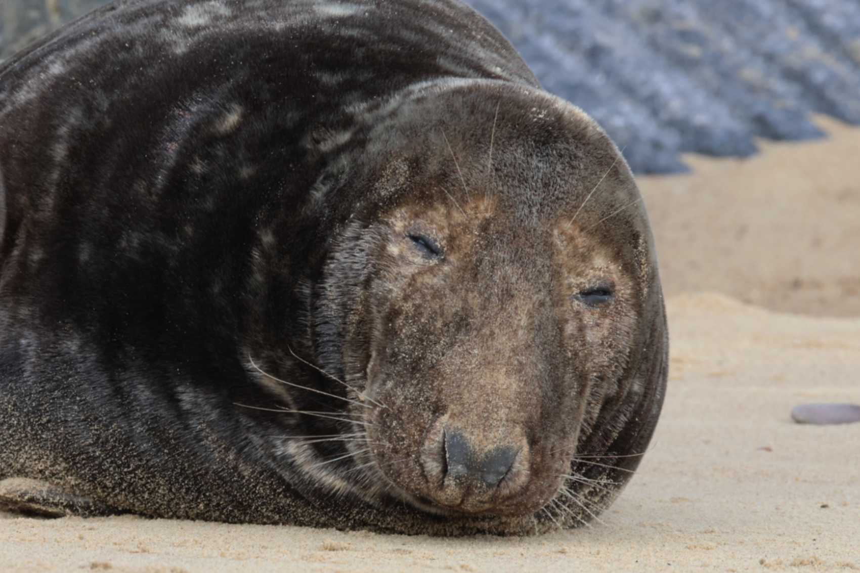 Scottish seals test positive for bird flu BirdGuides