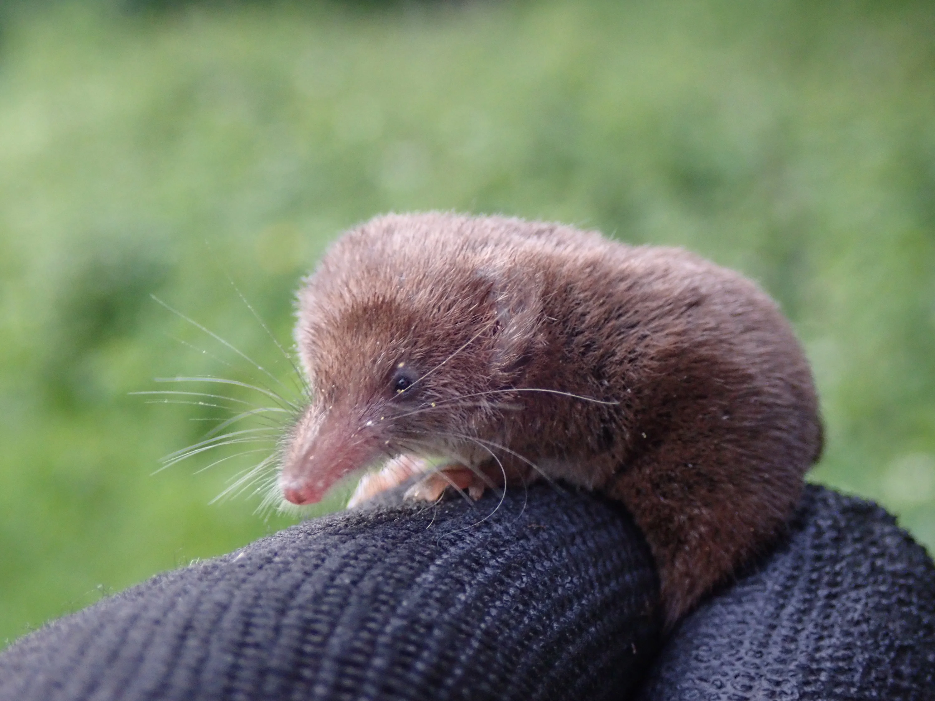 Details : Pygmy Shrew - BirdGuides Details : Pygmy Shrew - BirdGuides