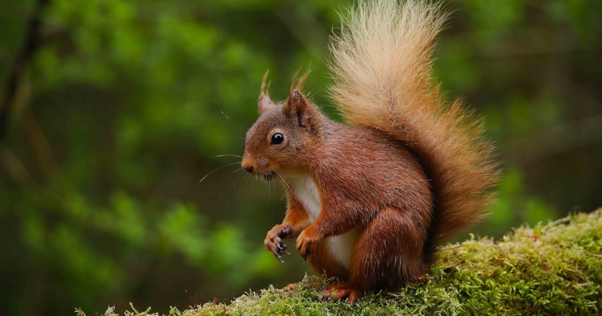 Northern Irish Red Squirrel recovery linked to Pine Martens - Vimarsana News