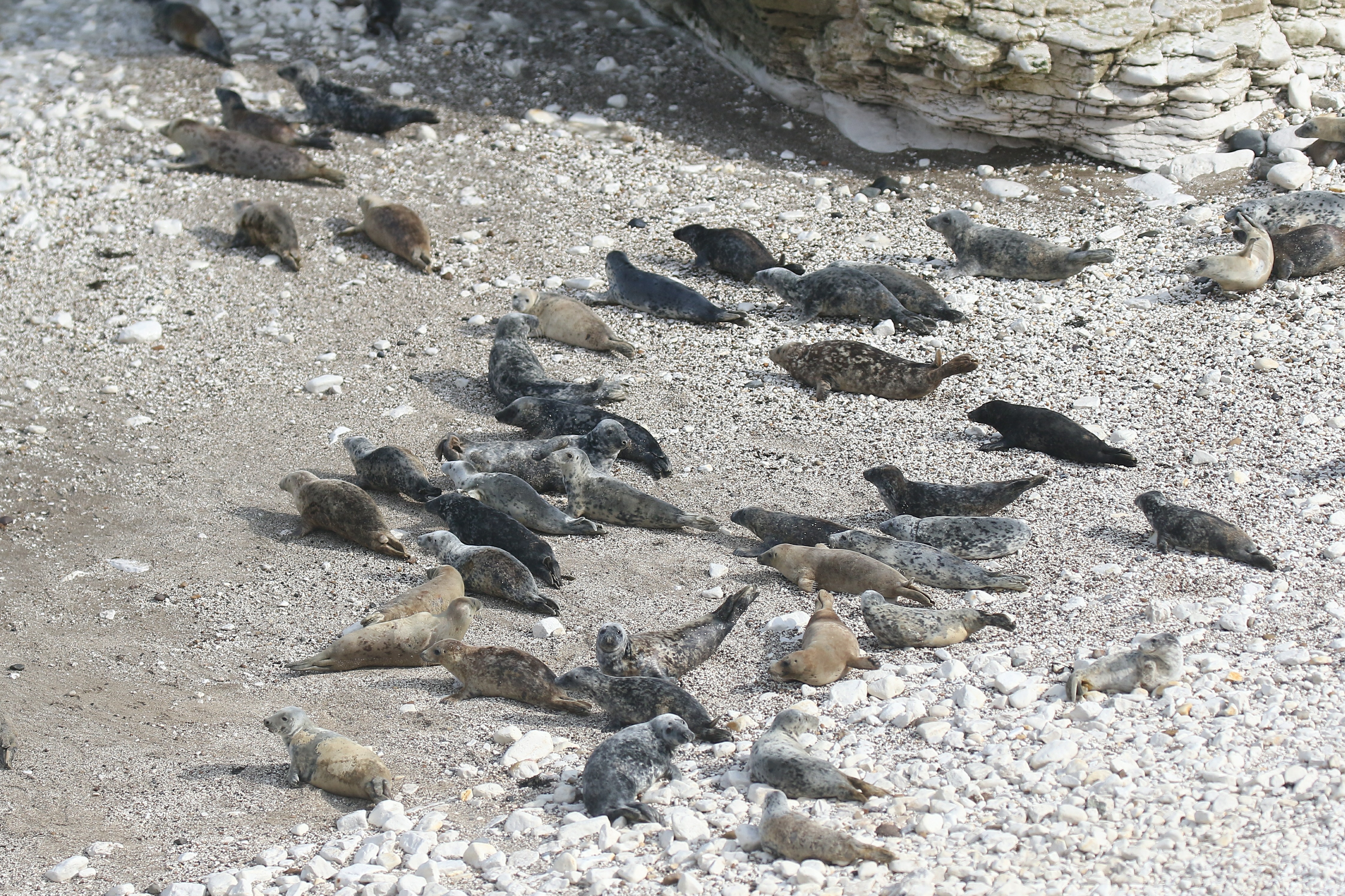 Bird flu killed hundreds of seals in New England BirdGuides