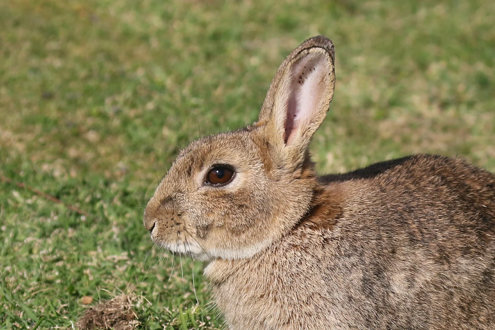 European Rabbit by Chris Teague - BirdGuides