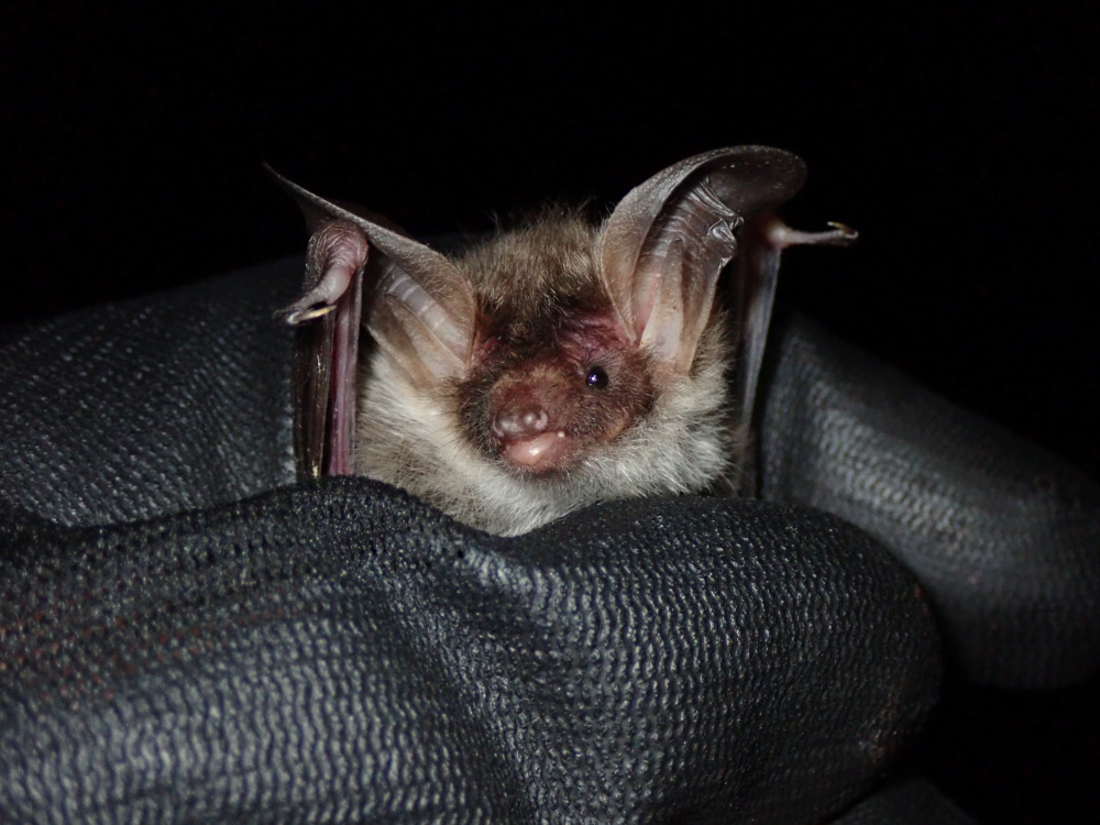Wiltshire Wildlife Trust launches appeal to save rare bats - BirdGuides