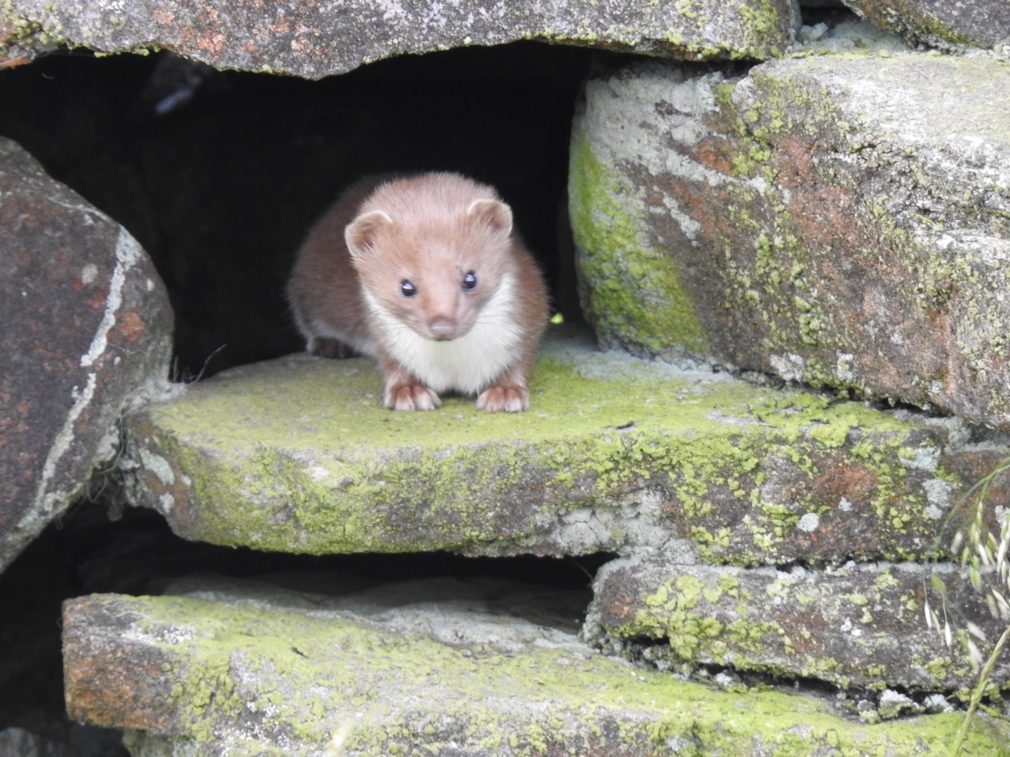 Download Weasel by Neil Turney - BirdGuides