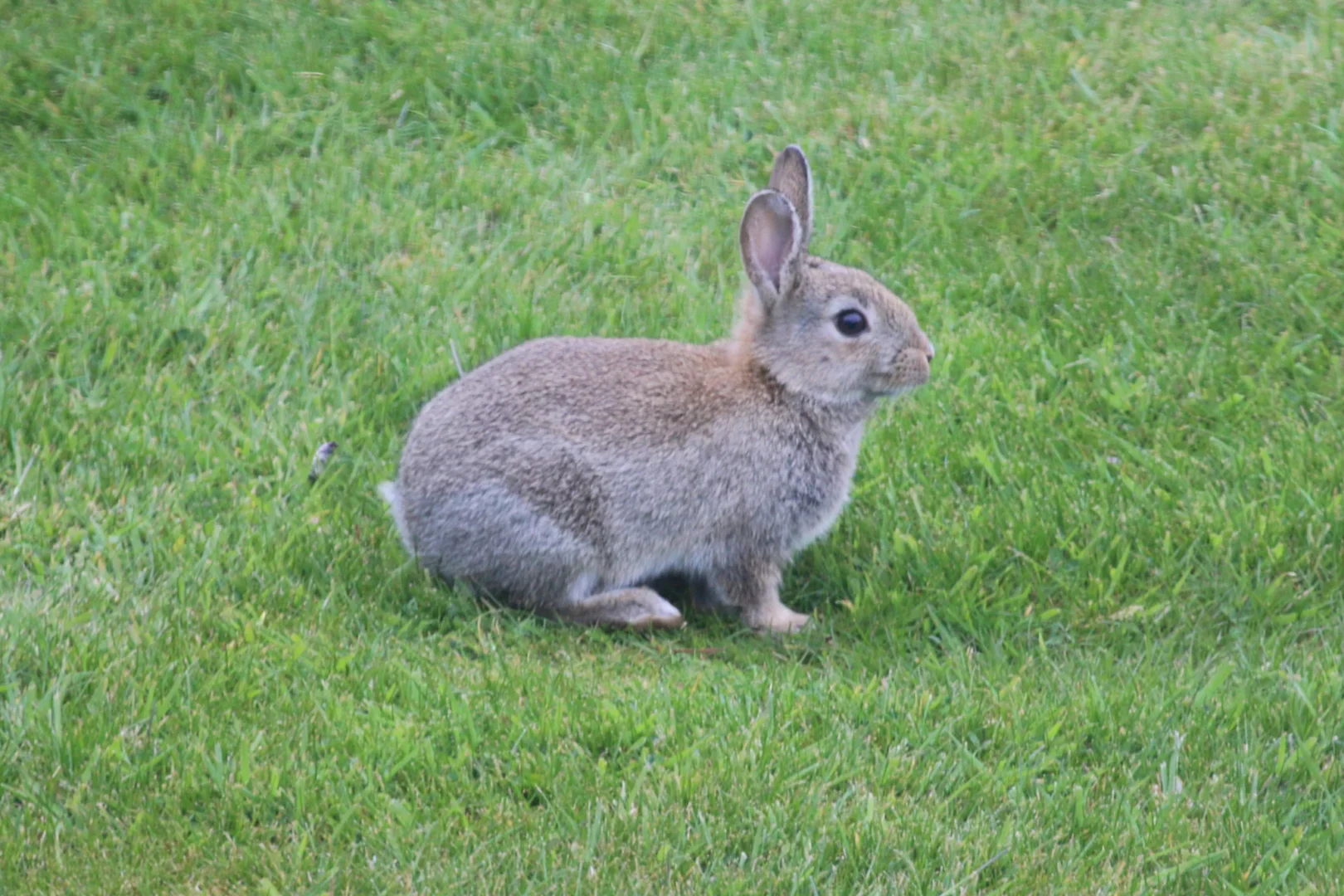 European Rabbit by Chris Teague - BirdGuides