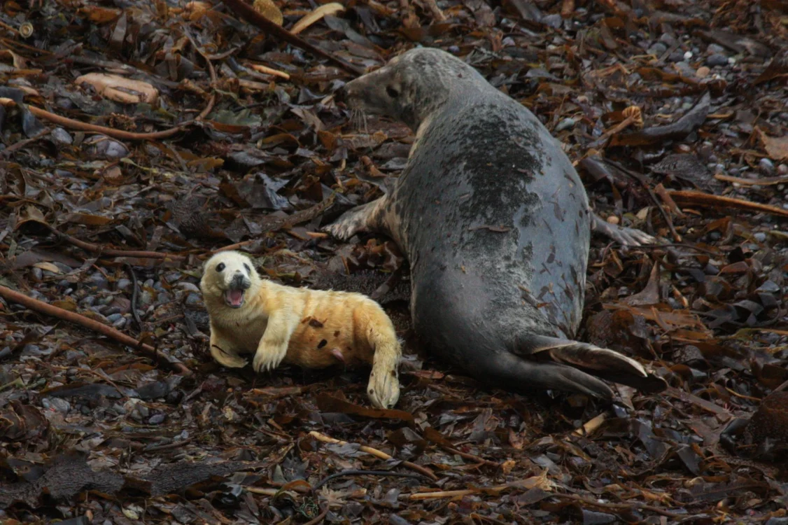 Jack Cakebread Grey Seal by Jack Cakebread - BirdGuides