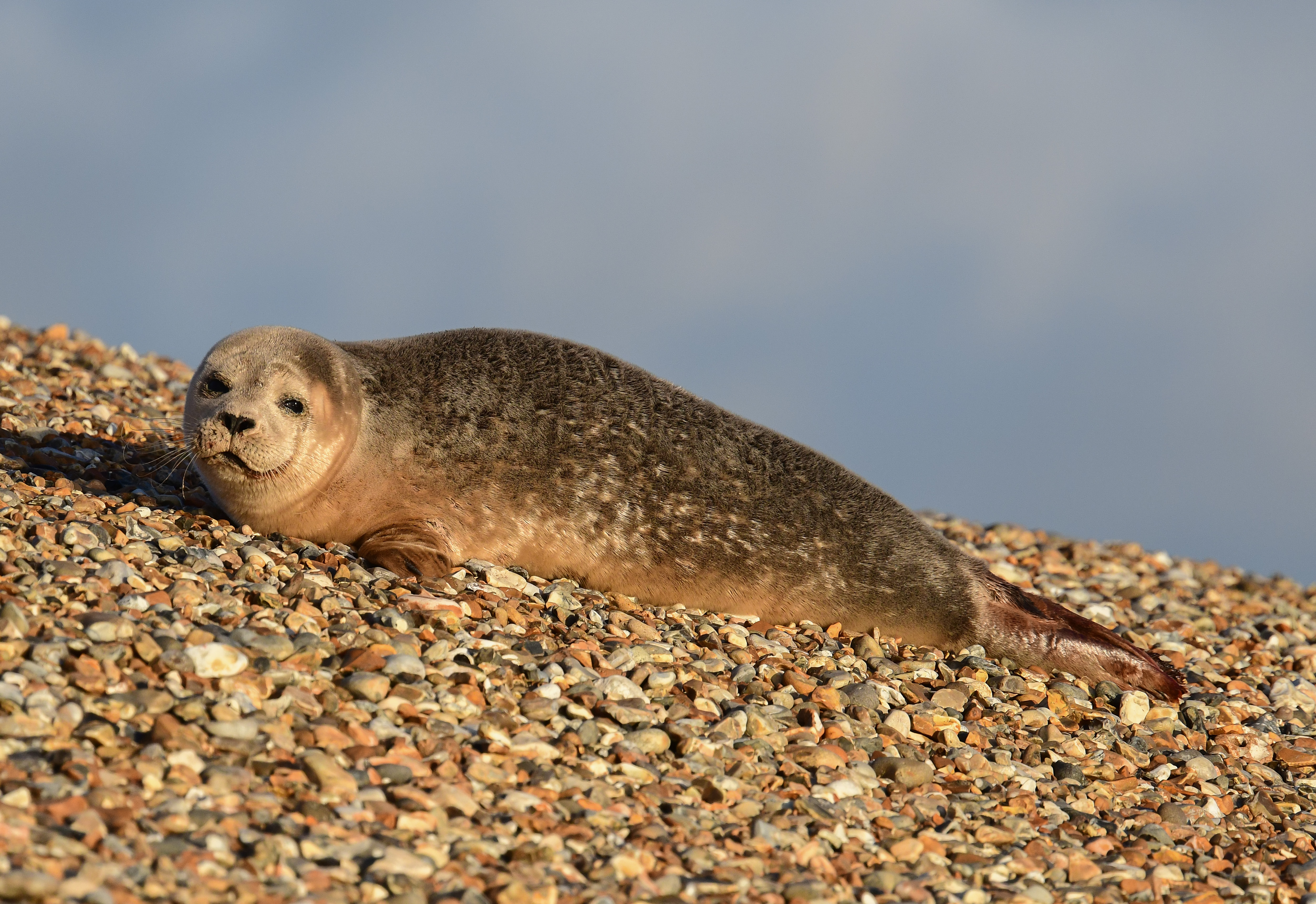 Details Common Seal BirdGuides
