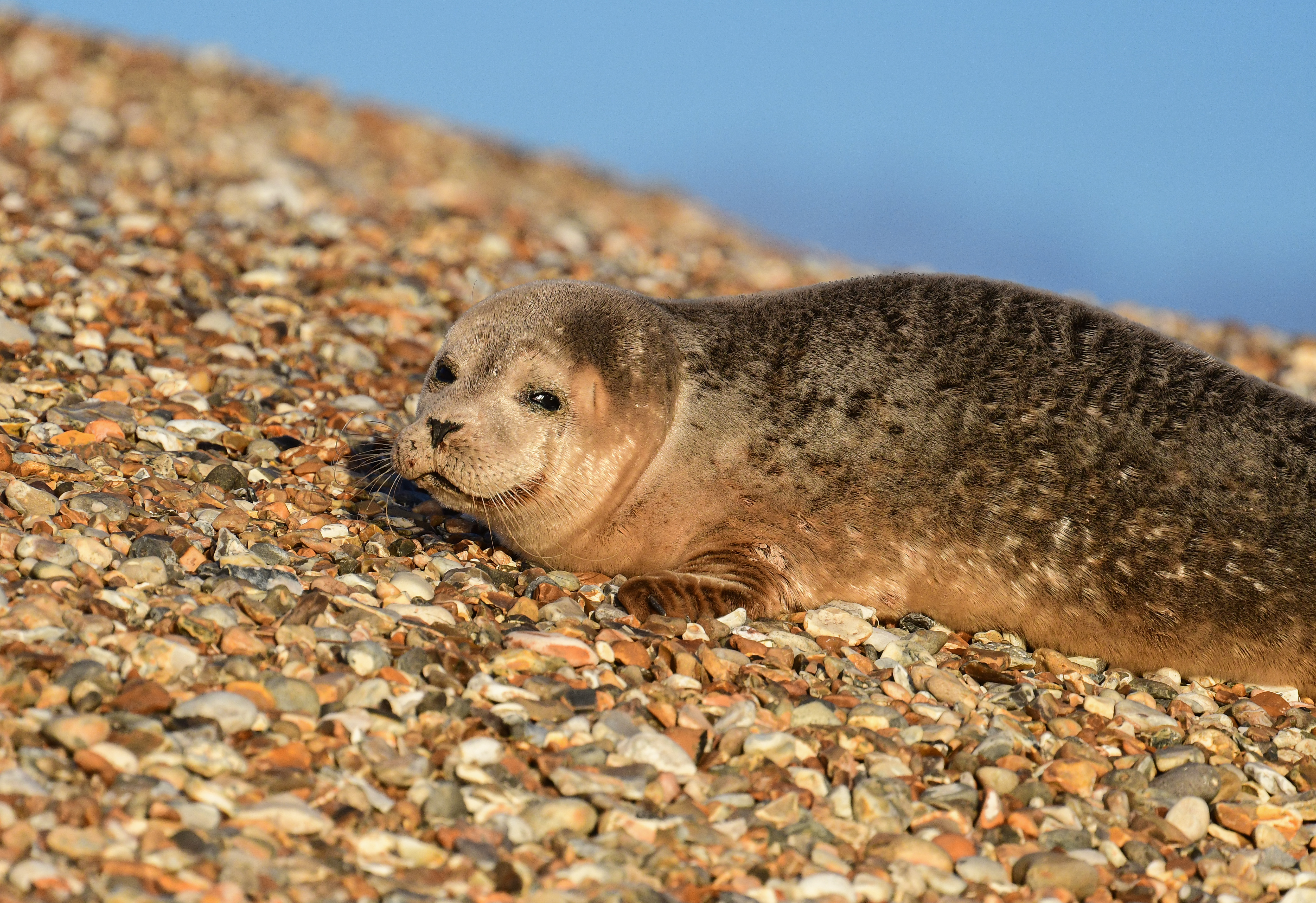 Details Common Seal BirdGuides