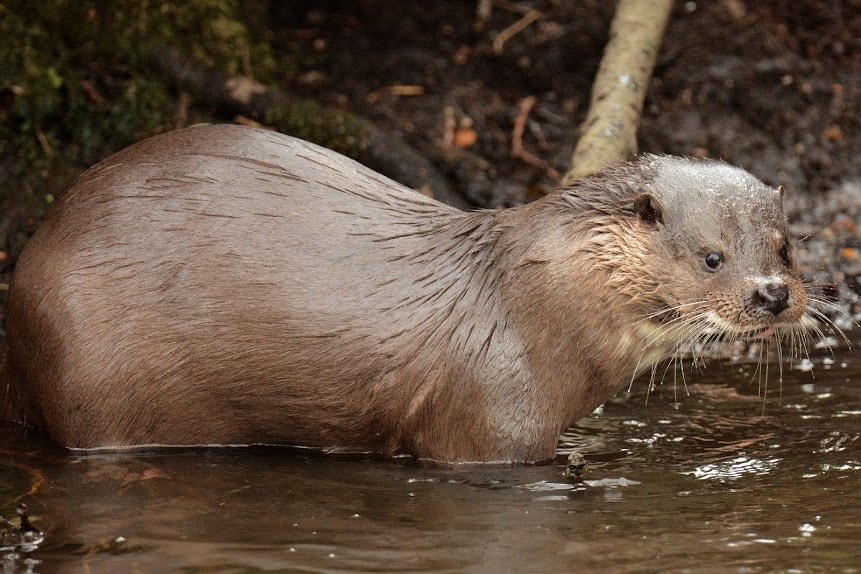 Eurasian Otter by David Lord - BirdGuides
