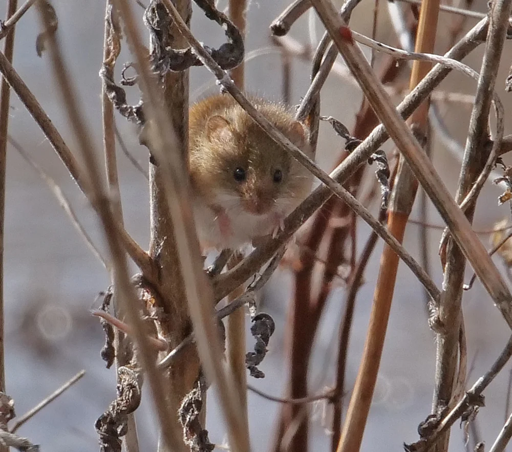 Hanstead Mouse Mammal watch: Harvest Mouse - BirdGuides