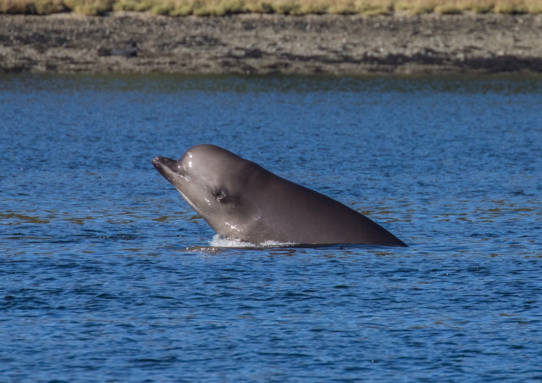 Northern Bottlenose Whale by Tim Marshall BirdGuides
