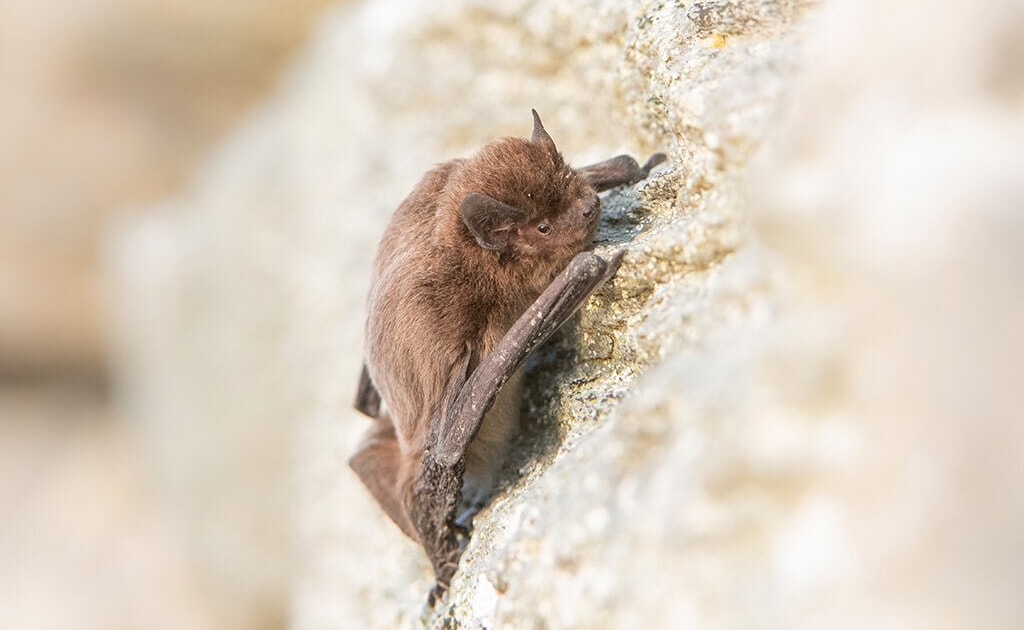 Bat killed by cat after 'Olympian' journey - Vimarsana News