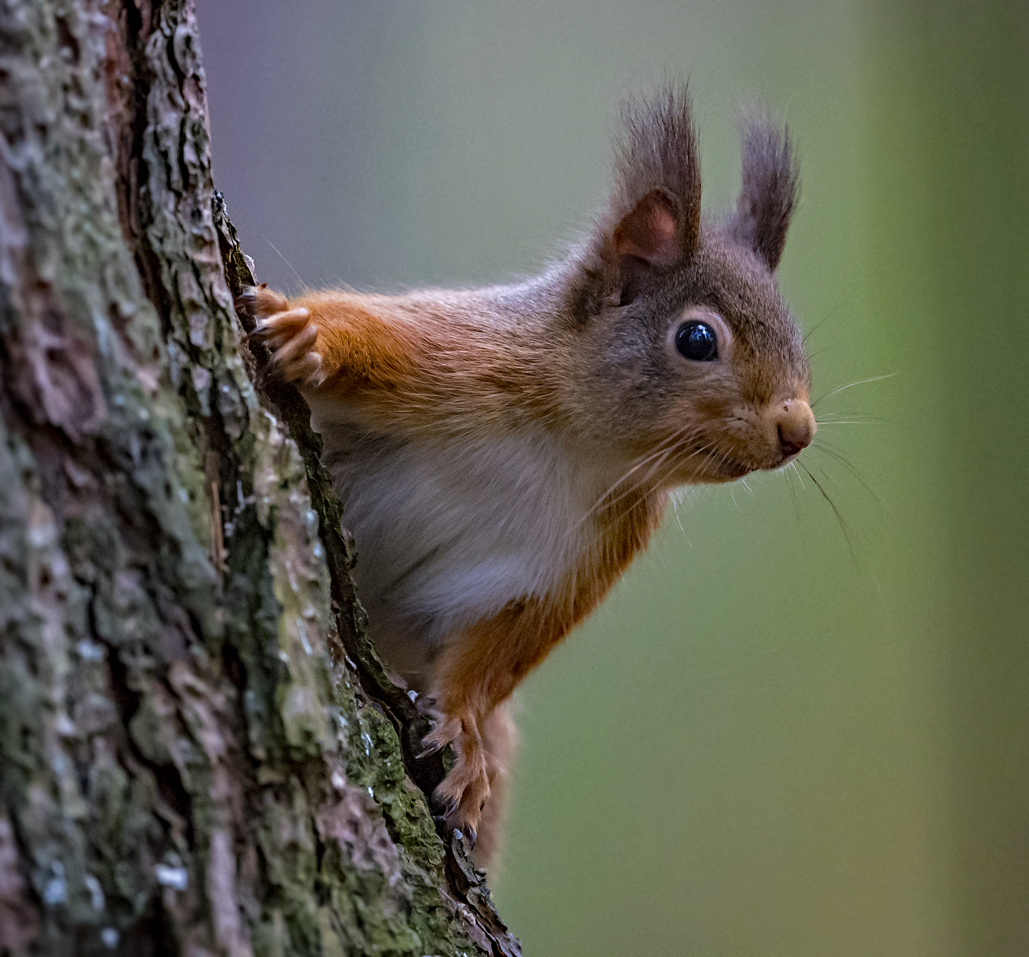 Details : Red Squirrel - BirdGuides