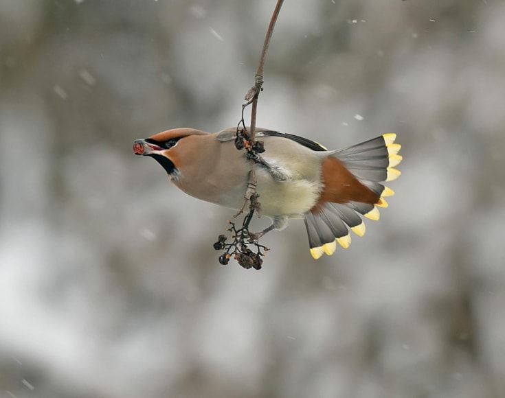 congratulate, remarkable idea and