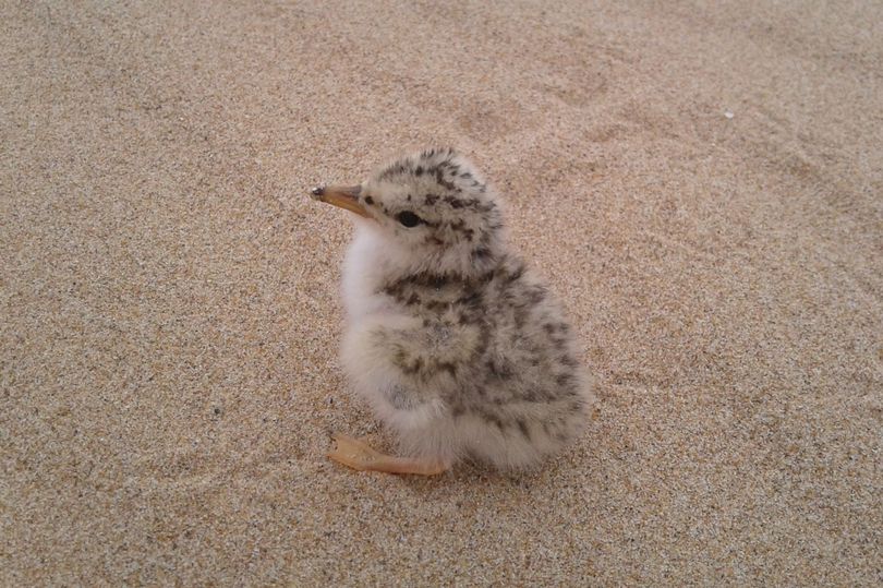 Birds Little Tern クランベリー 1605 Little Tern - eBird