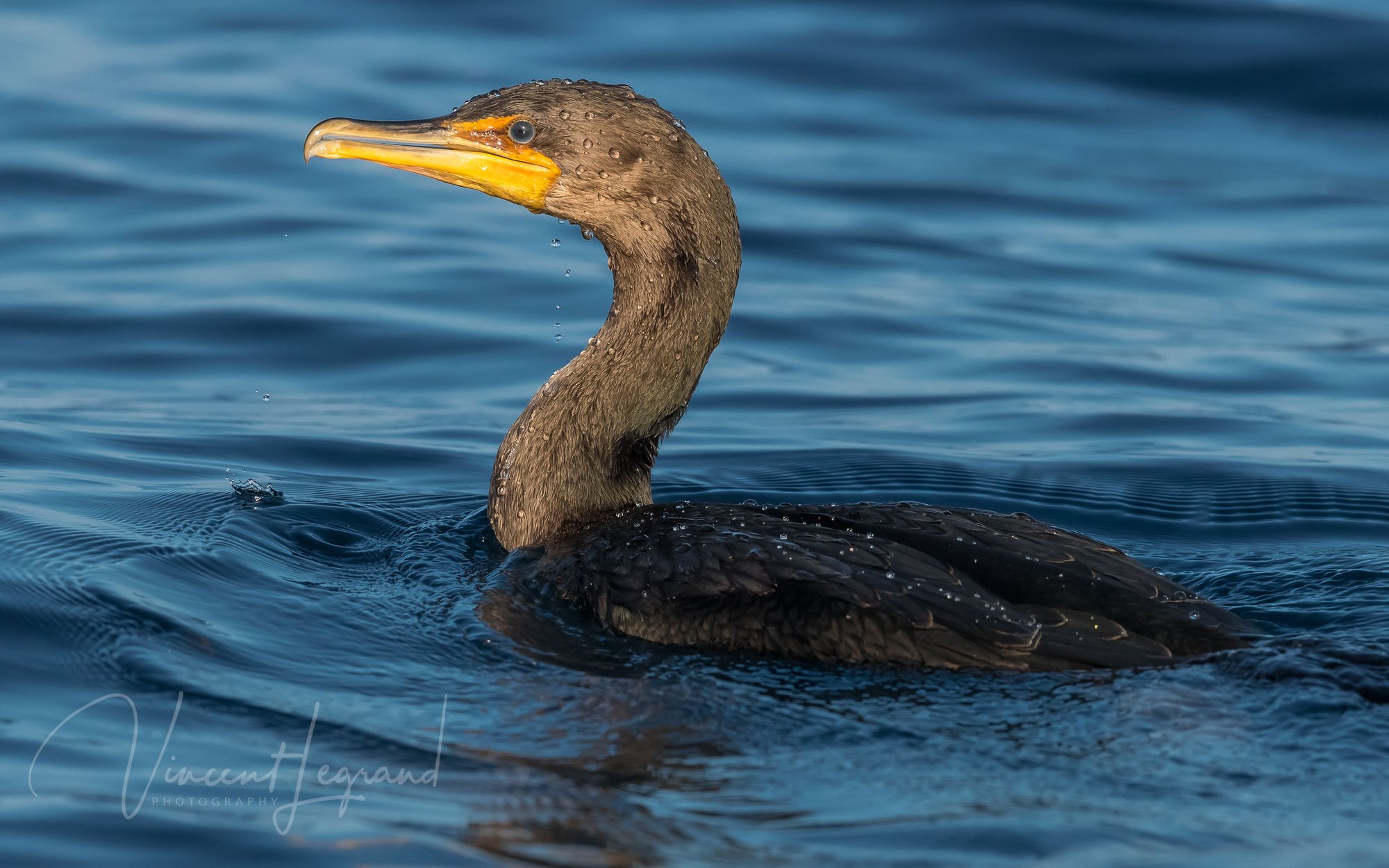 Doublecrested Cormorant influx reaches Irish waters BirdGuides