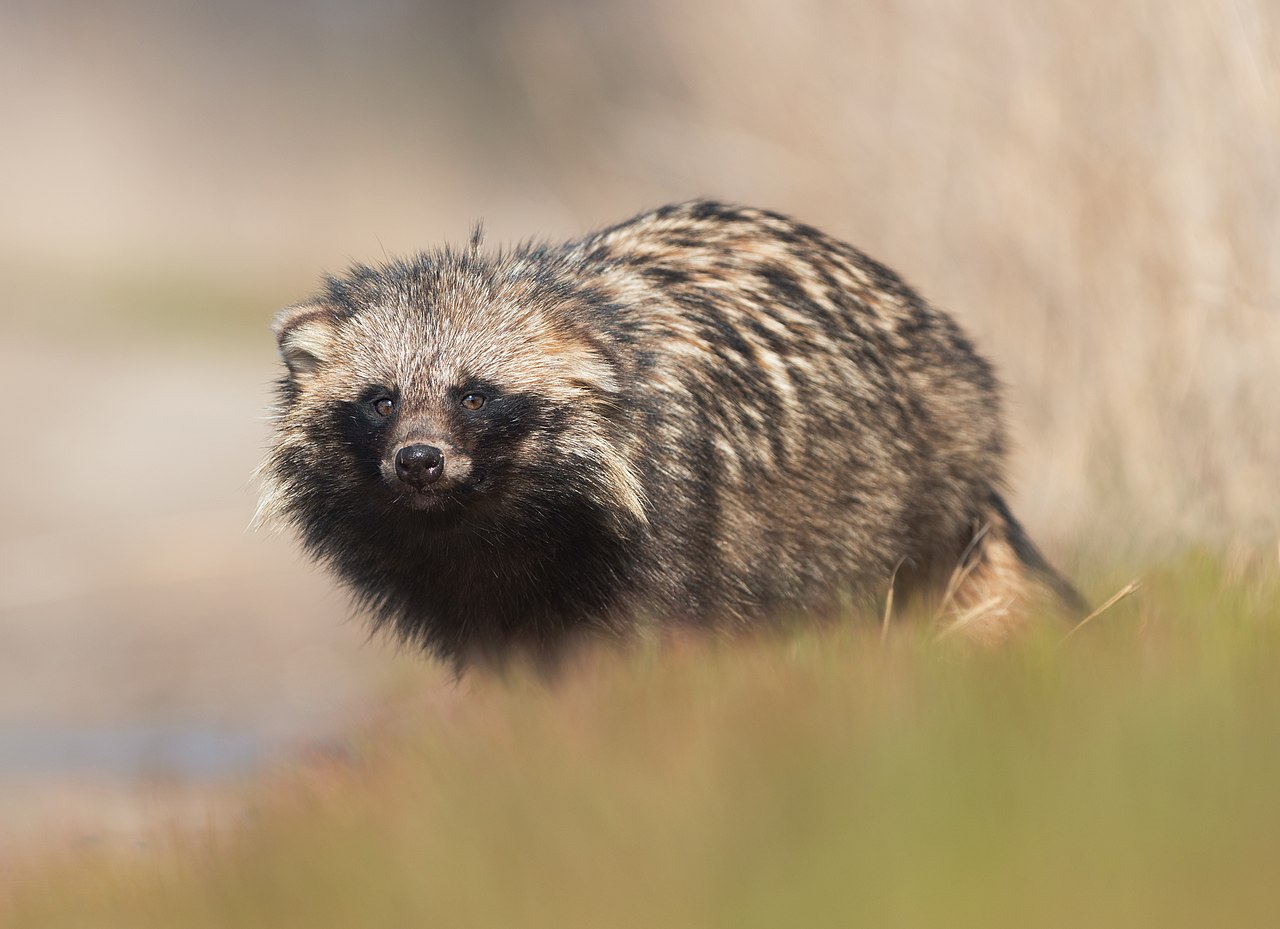 Common Raccoon Dog not impacting ground-nesting birds, study finds ...