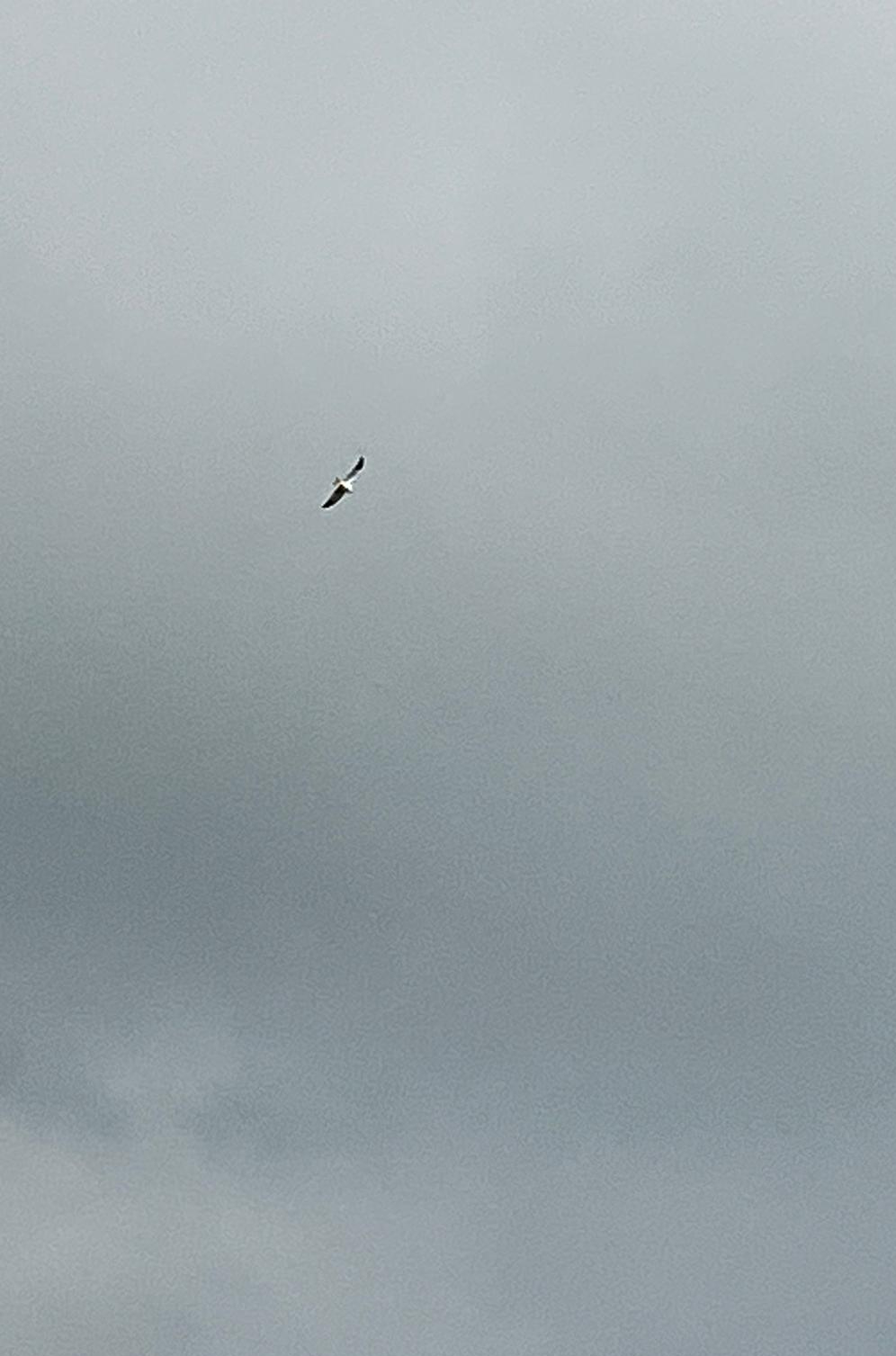 Rarity finders Blackwinged Kite in Powys BirdGuides