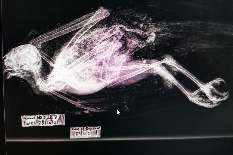 Police probe cause of buzzard's death BirdGuides