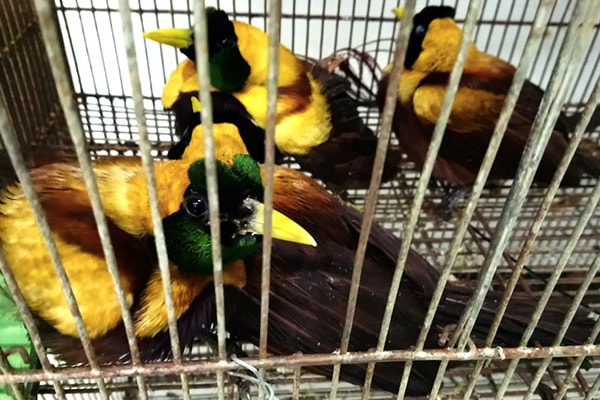 Online wildlife trade thrives despite coronavirus pandemic - Vimarsana News