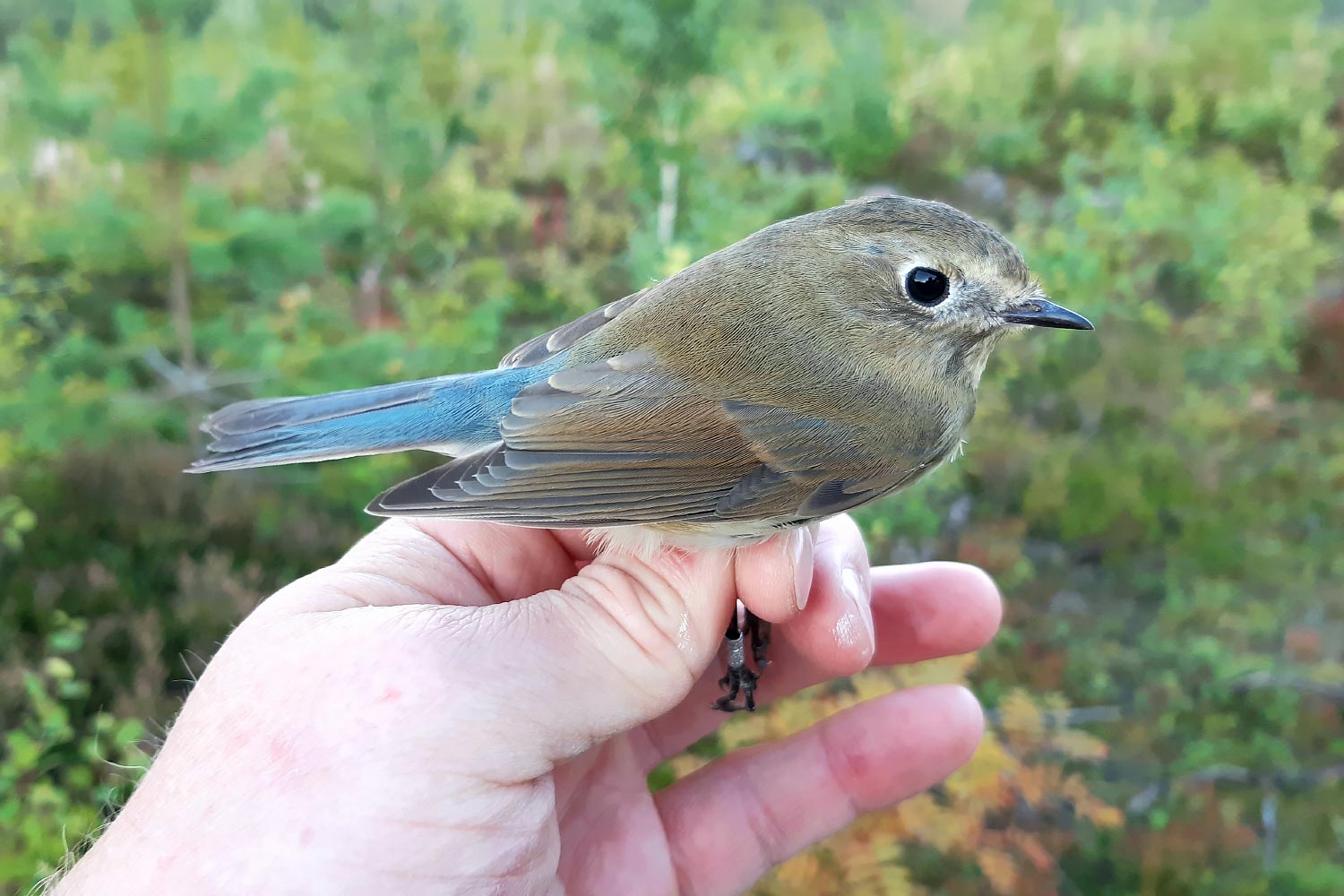 Red-flanked Bluetail