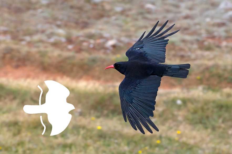changes-to-welsh-recording-areas-on-birdguides-birdguides
