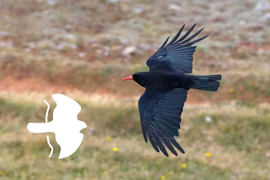 Changes To Welsh Recording Areas On BirdGuides BirdGuides changes-to-welsh-recording-areas-on-birdguides-birdguides