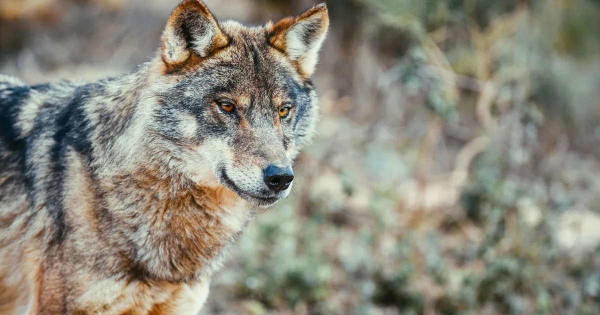 Europe lowers Wolf protection status - BirdGuides