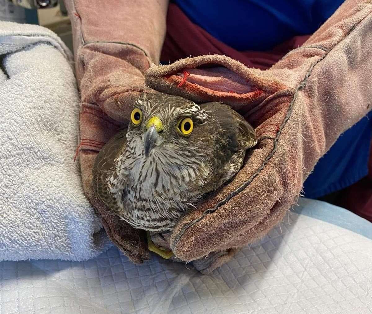 Sparrowhawk crash-lands in Iceland superstore - Vimarsana News
