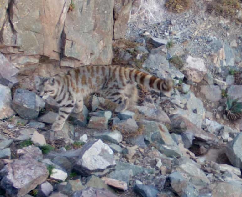 Most endangered cat in Americas discovered on outskirts of Chilean capital - Vimarsana News