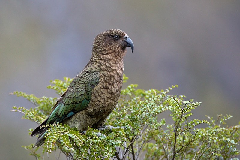 Endangered Kea shot in New Zealand - Vimarsana News