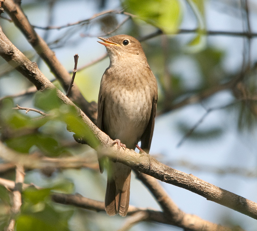 Rare case of Thrush Nightingale breeding in the Netherlands - BirdGuides