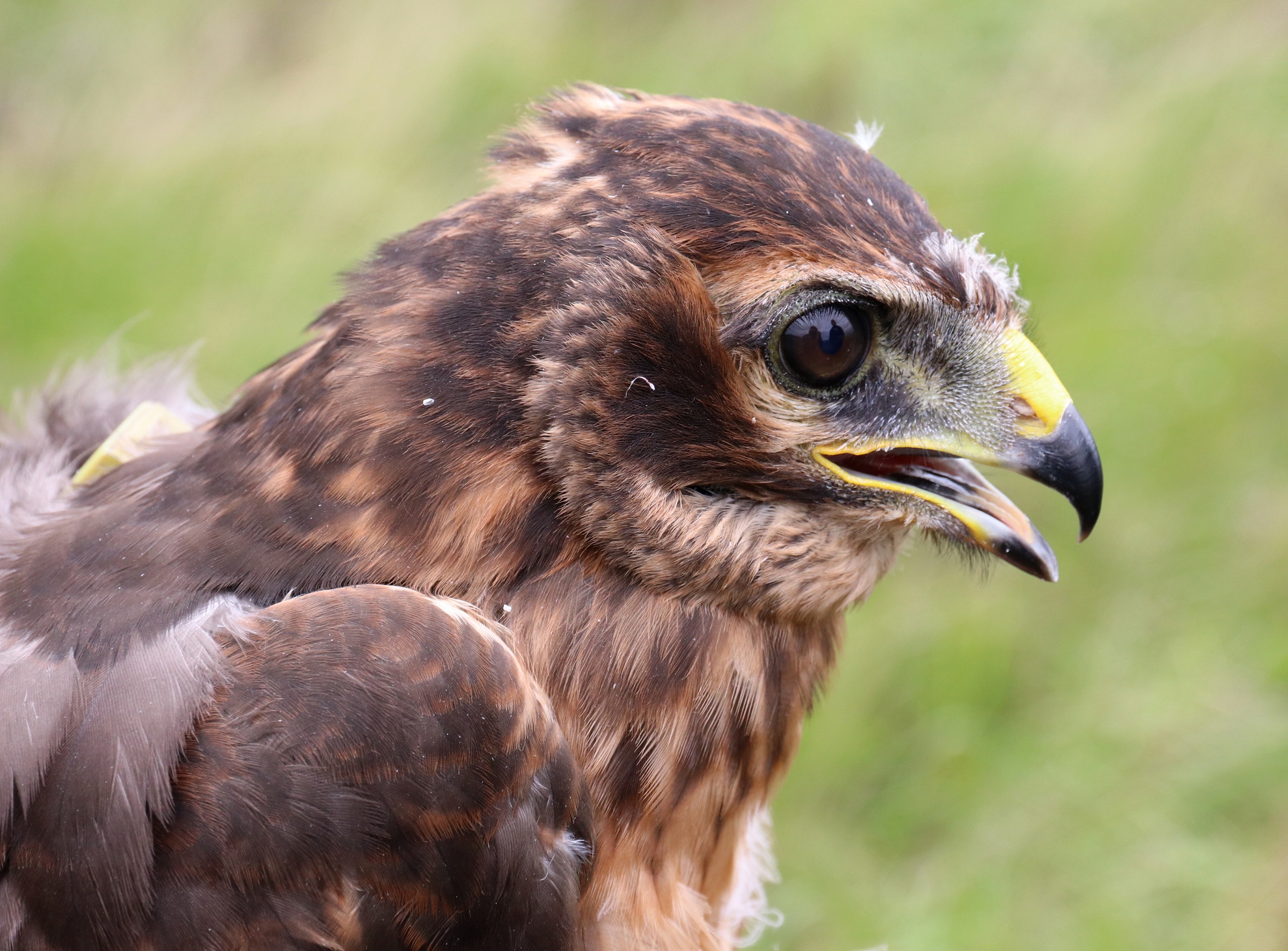 Welsh Hen Harrier Dies In Suspicious Circumstances Birdguides