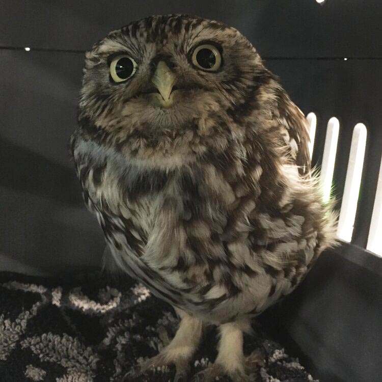 Owl Chicks Discovered Beneath Glastonbury's Pyramid Stage, 40% OFF