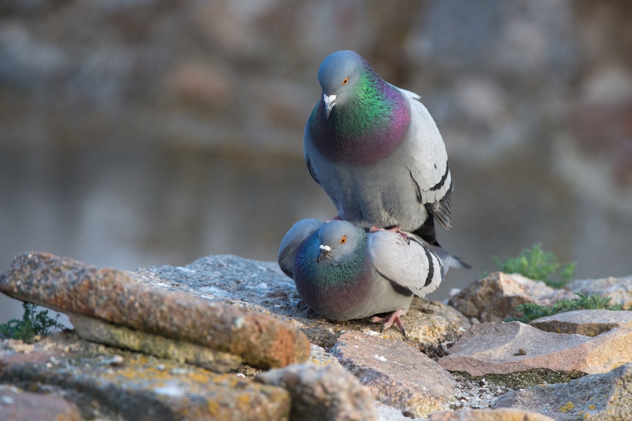 'Mass bird feeding' banned across Isle of Man capital BirdGuides