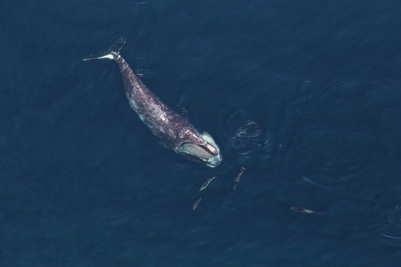 Encouraging breeding season for North Atlantic Right Whale - BirdGuides