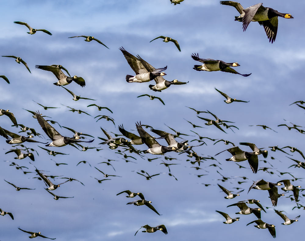 Goose festival to take place at Caerlaverock WWT - BirdGuides
