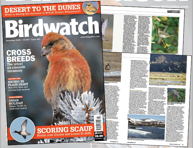 Inside the November 2025 issue of Birdwatch - BirdGuides