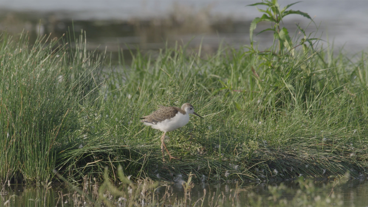 Somerset Black-winged Stilt chicks fledge - BirdGuides