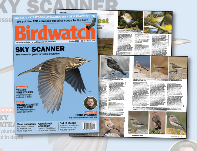 Find out what's inside the October issue of Birdwatch - Vimarsana News