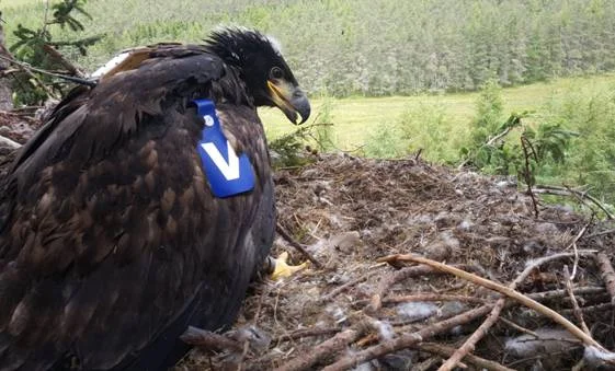 Female White-tailed Eagle chick Blue V has been tagged and fitted with a satellite transmitter. Photo by Owen Selly. Female White-tailed Eagle chick Blue V has been tagged and fitted with a satellite transmitter. Photo by Owen Selly.