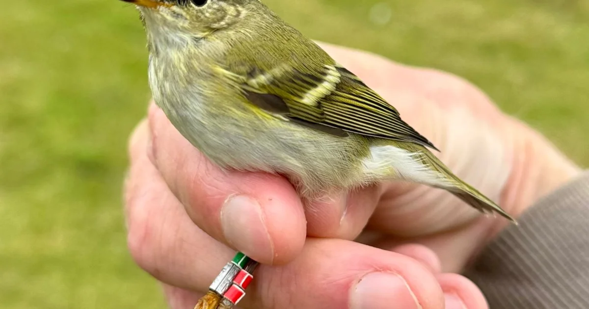 Warbler Ringing Yellow-browed Warbler ringing project launches - BirdGuides