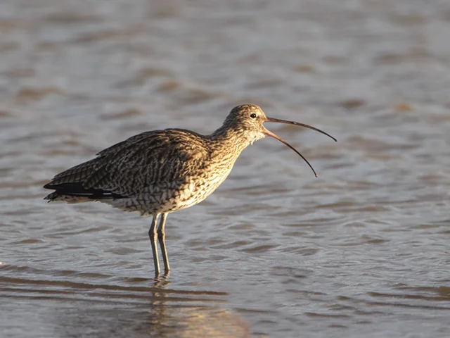 Eurasian Curlew has successfully fledged at a Co Antrim farm for the first time in 20 years. Photo courtesy of the RSPB. Eurasian Curlew has successfully fledged at a Co Antrim farm for the first time in 20 years. Photo courtesy of the RSPB.