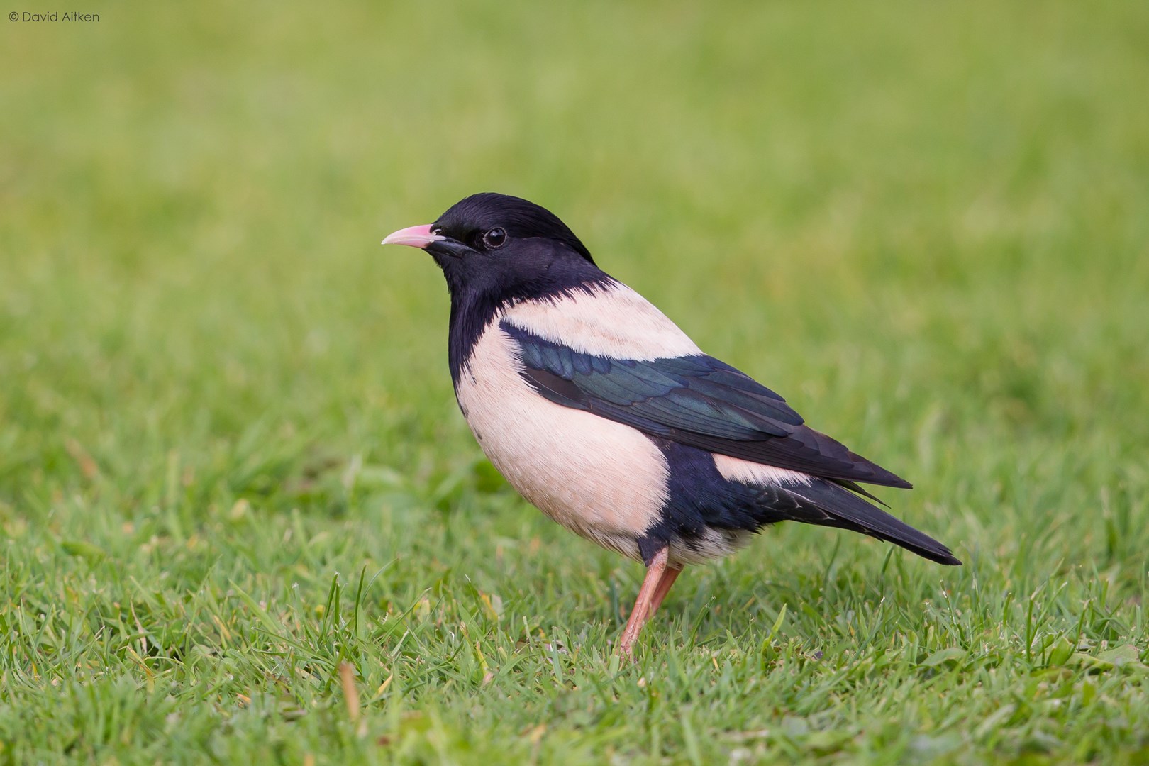Rosy Starling invasion gathers pace - BirdGuides