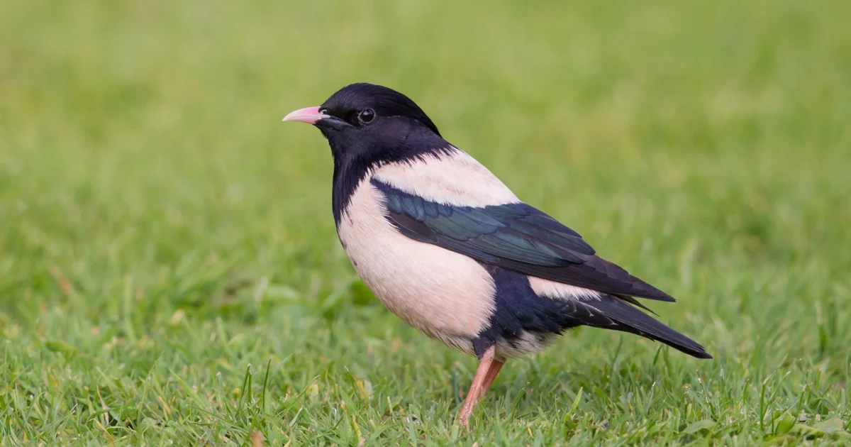 Rosy Starling invasion gathers pace - BirdGuides
