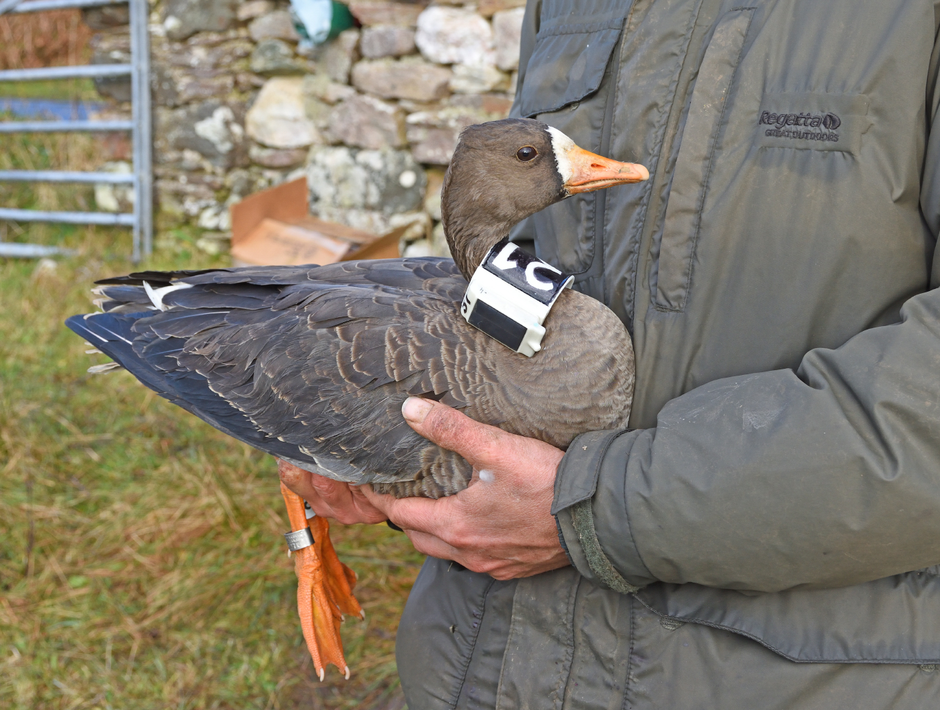 Goose 'fitness tracker' reveals migration struggles - BirdGuides