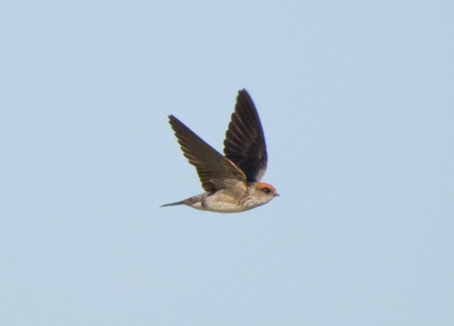 Flurry of Streak-throated Swallows in Western Palearctic - BirdGuides