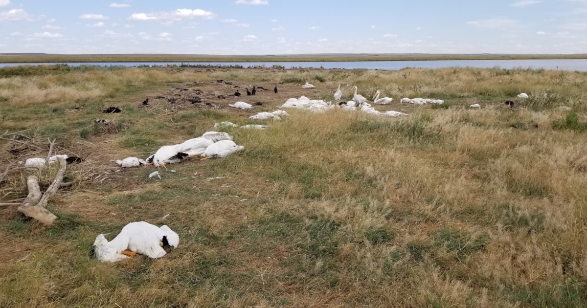 Hailstorm kills thousands of birds in Montana