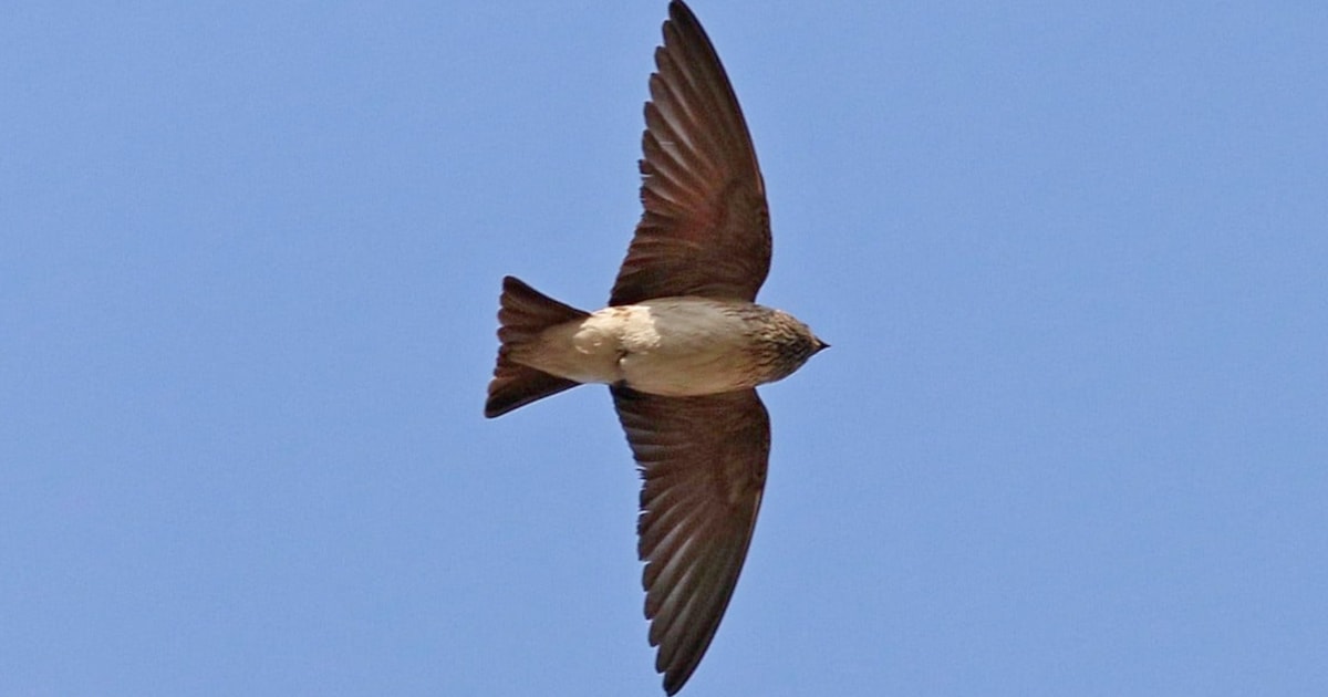 Turkey records its first Streak-throated Swallow - Vimarsana News