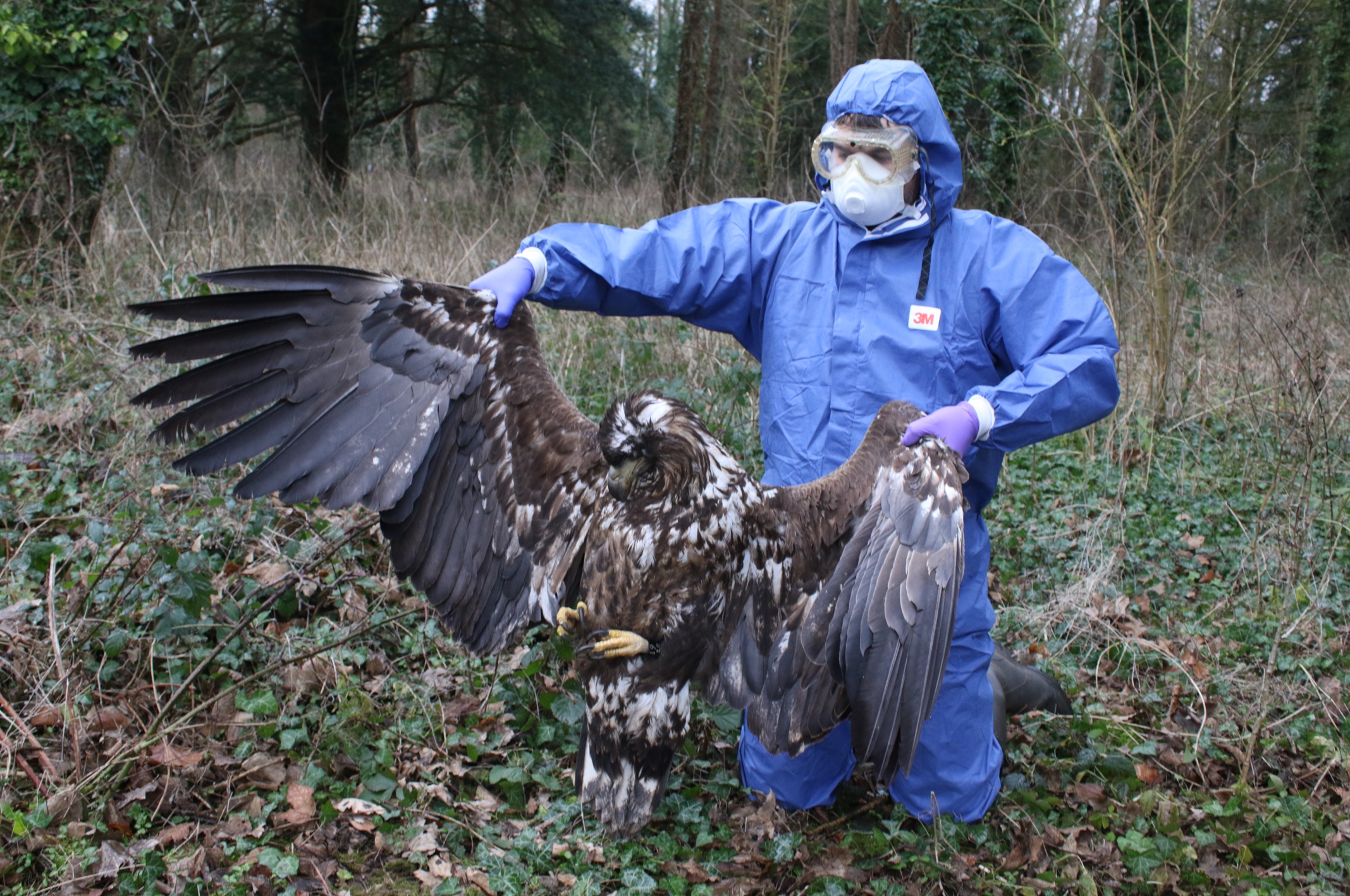 white tailed eagle